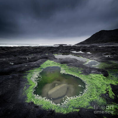 Masako Metz Royalty-Free and Rights-Managed Images - The Tide Pool by Masako Metz