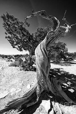 Breweries - The Tree Canyonlands National Park Utah Grand View Trail BW by Wayne Moran