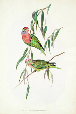The Beach House - The varied lorikeet Psitteuteles versicolor a2 by Historic Illustrations