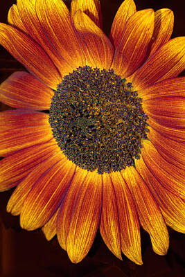 Sunflowers Royalty-Free and Rights-Managed Images - The Velvet Queen by AS MemoriesLiveOn