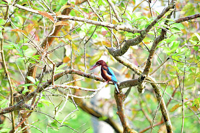 Autumn Harvest - The white-throated kingfisher - Halcyon smyrnensis by Amazing Action Photo Video