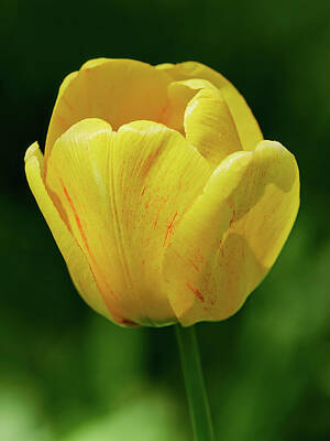 Jouko Lehto Royalty-Free and Rights-Managed Images - The yellow sunshine. Tulip by Jouko Lehto
