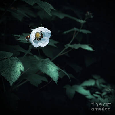 Masako Metz Royalty-Free and Rights-Managed Images - Thimbleberry Flower by Masako Metz