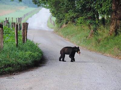 Halloween Movies - Thirsty Cub Cades Cove Tennessee by Roe Swartz