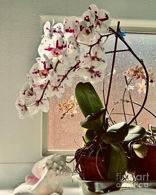 Design Turnpike Books Rights Managed Images - Thirty  Orchids on One Spike Royalty-Free Image by Phyllis Kaltenbach