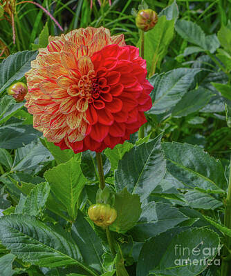 Colorful Fish Xrays - This colorful giant ball Dahlia is blooming in Asheville, Haywood County, North Carolina  by Norm Lane
