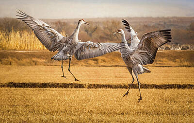 Jacob Kuch Vintage Art On Dictionary Paper - This is Love - Sandhill Cranes by Rebecca Herranen