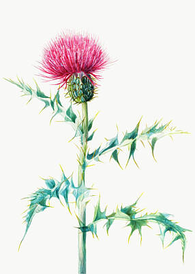 Floral Drawings Rights Managed Images - Thistle Royalty-Free Image by Mary Vaux Walcott