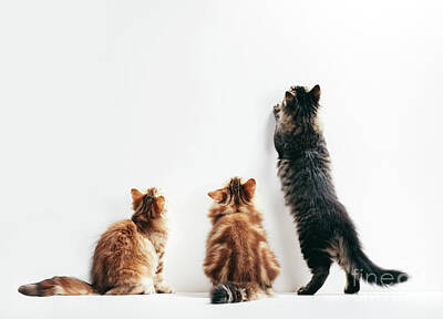 Latidude Image - Three cats looking up the wall. Young kittens play time. by Michal Bednarek