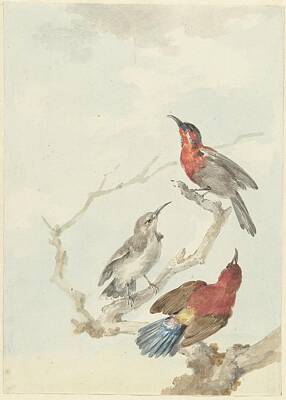 Spiral Staircases - Three Crimson Sunbirds Aert Schouman 1780 by Arpina Shop
