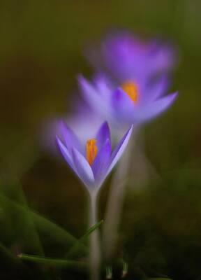 Impressionism Photo Royalty Free Images - Three Crocus Blooms Royalty-Free Image by Mike Reid