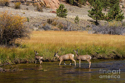 Steven Krull Royalty-Free and Rights-Managed Images - Three Doe Crossing by Steven Krull