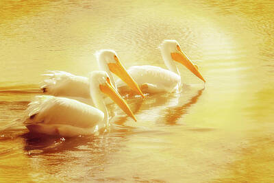 Priska Wettstein Land Shapes Series Rights Managed Images - Three Golden Pelicans  Royalty-Free Image by Jerry Cowart