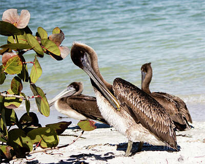 Animals And Earth Rights Managed Images - Three Pelicans Royalty-Free Image by Robert Yaeger