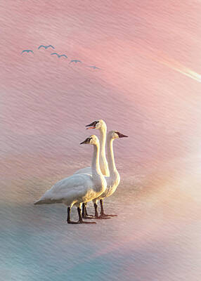 Easter Bunny - Three Swans with Bright Light by Patti Deters