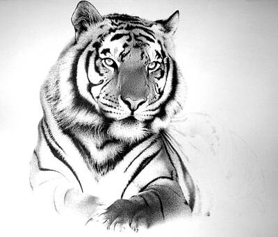 Animals Drawings - Tiger by Gampiero Damanias
