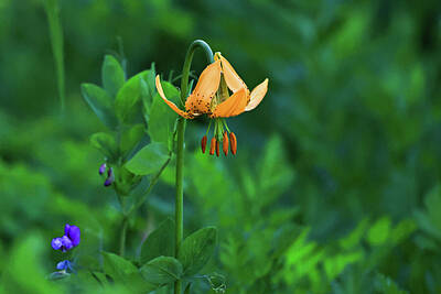 Halloween Elwell Royalty Free Images - Tiger lily praying Royalty-Free Image by Jeff Swan