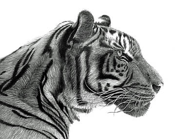 Animals Drawings - Tiger Profile by Paul Stowe