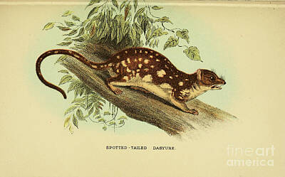 Animals Drawings - tiger quoll Dasyurus maculatus x3 by Historic illustrations