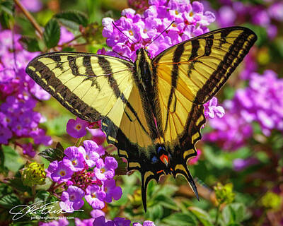 Animals Photos - Tiger Swallowtail Butterfly by Joe Fisher