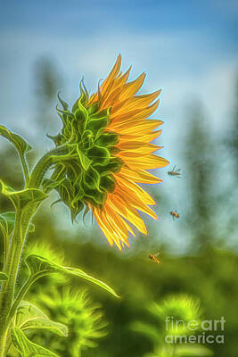 Sunflowers Photos - Time of sunflowers by Veikko Suikkanen