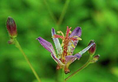 Lilies Photos - Toad Lily and Buds by Douglas Barnett