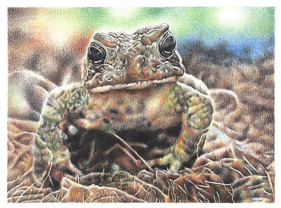 Recently Sold - Animals Drawings - Toadsworth by Casey 