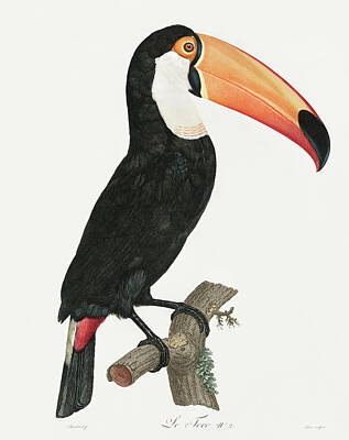 Birds Digital Art - Toco Toucan 02 - Vintage Bird Illustration - Birds Of Paradise - Jacques Barraband - Ornithology by Studio Grafiikka