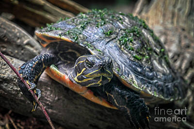 Reptiles Royalty Free Images - Tommy the Turtle Royalty-Free Image by Paul Quinn