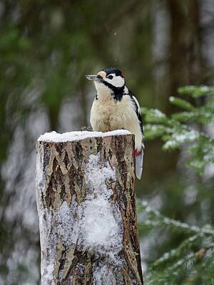Jouko Lehto Royalty-Free and Rights-Managed Images - Top shot. Great spotted woodpecker by Jouko Lehto
