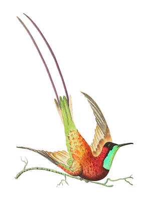 Purely Purple - Topaz throated hummingbird or Long tailed red hummingbird illustration from The Naturalists Miscella by Artistic Rifki