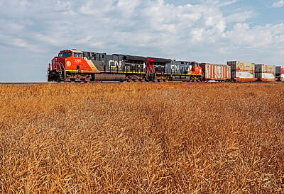 Lucky Shamrocks - Train Passing a Mature Canola Field by Dave Reede