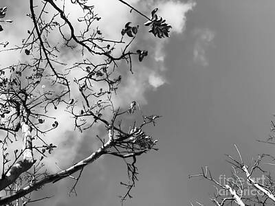 Surrealism Rights Managed Images - Tree Branches With Clouds And Sky Background In Black And White  Royalty-Free Image by Tim LA