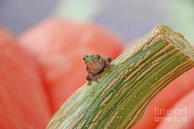 Airplane Paintings Royalty Free Images - Tree Frog  4156 Royalty-Free Image by Jack Schultz