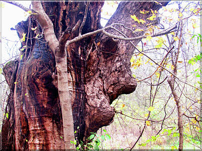 Western Buffalo Royalty Free Images - Tree Man Royalty-Free Image by Brenda Joyce Wrisley