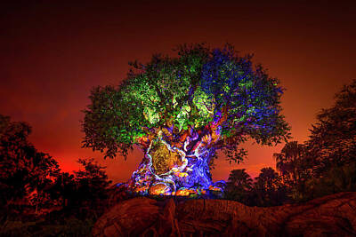 Mark Andrew Thomas Rights Managed Images - Tree of Life Awakenings - The Lion King Royalty-Free Image by Mark Andrew Thomas