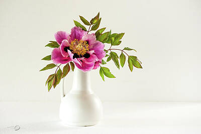 Go For Gold - Tree peony full blown Lan He Paeonia suffruticosa rockii in a by Torbjorn Swenelius