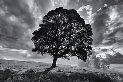 Abstract Skyline Photos - Tree Silhouette lg0018 by David Pringle