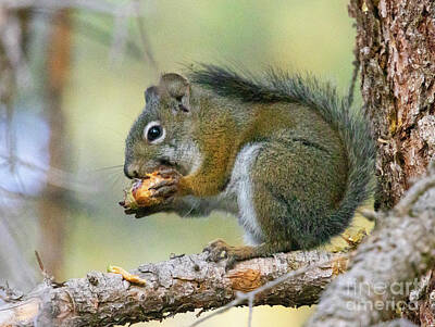 Steven Krull Royalty-Free and Rights-Managed Images - Tree Squirrel Eating by Steven Krull