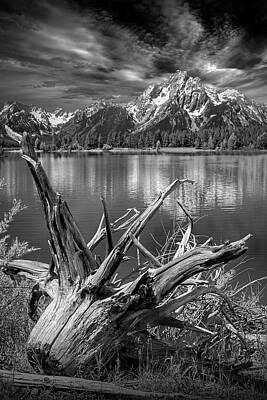 Randall Nyhof Photo Royalty Free Images - Tree Stump on the Northern Shore of Jackson Lake in Black and Wh Royalty-Free Image by Randall Nyhof