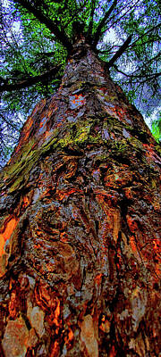 Travel Pics Digital Art - Tree trunk. by Andy i Za
