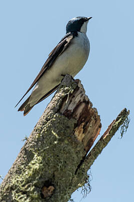 License Plate Letters - Treeless Tree Swallow - Lift List #157 by Brian Morefield - Prose Imagery