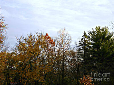 Frank J Casella Royalty-Free and Rights-Managed Images - Trees and Branches in the Fall by Frank J Casella
