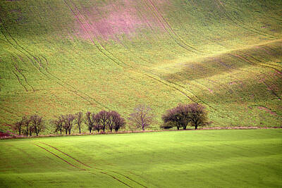Wine Photos - Trees in South Moravia by Jon Glaser