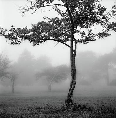 Randall Nyhof Royalty-Free and Rights-Managed Images - Trees in the Mist at Garfield Park by Randall Nyhof