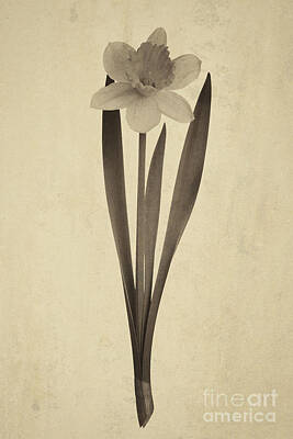 Impressionist Nudes Old Masters - Trendy daffodil flower decoration by Wdnet Studio