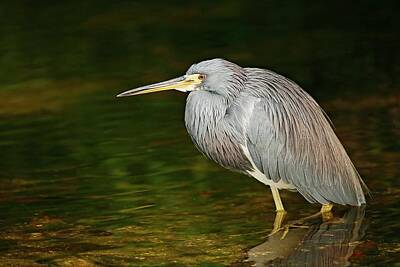 Lori A Cash Royalty-Free and Rights-Managed Images - Tricolored Heron Standing in Water by Lori A Cash