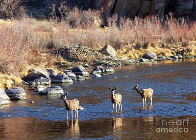 Steven Krull Photos - Trio of Mule Deer Does by Steven Krull