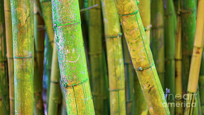Beer Blueprints - Tropical Bamboo Smiles by Phillip Espinasse