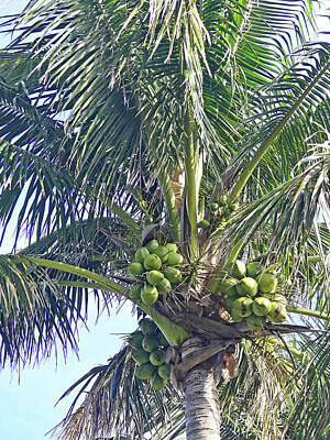 Abstract Landscape Photos - Tropical Coconuts at the Ready 2 by Sharon Williams Eng